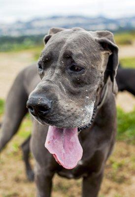 Thor, one of our favorite Great Danes, having an awesome day out at Fort Funston.