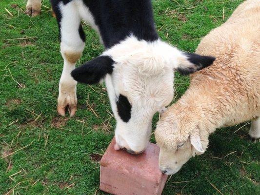 Cow and sheep enjoying their treat after Dr. Moore gave them their yearly shots.