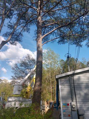 Large pine we cut in Reece City.