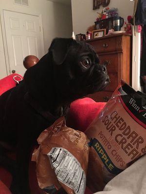 My little Otis begging for food at Ana's house