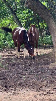 Hearts For Animals Sanctuary & Wellness Center