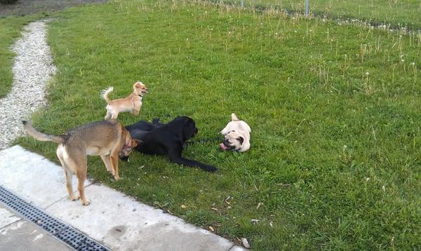 all the dogs just chillin on a hot day