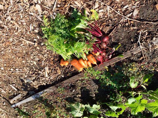 Fresh picked by a volunteer who work at the garden.