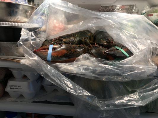 Two huge fresh lobsters from Setauket seafood