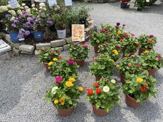 Hydrangeas and zinnias