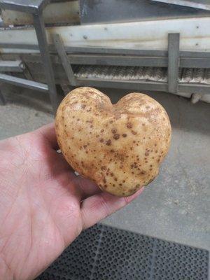 Potatoes come in all shapes.