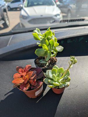 Purchases: two succulents and a red nerve plant