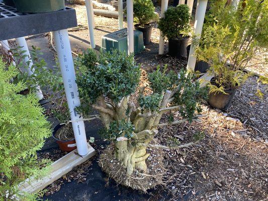 Urban Yamadori Boxwood. He plans on adding small Buddha figurines and all sorts of awesome goings-on after some deadwood carving