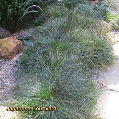 The flagstone pathway is lined with various grasses, like this Carex flacca.