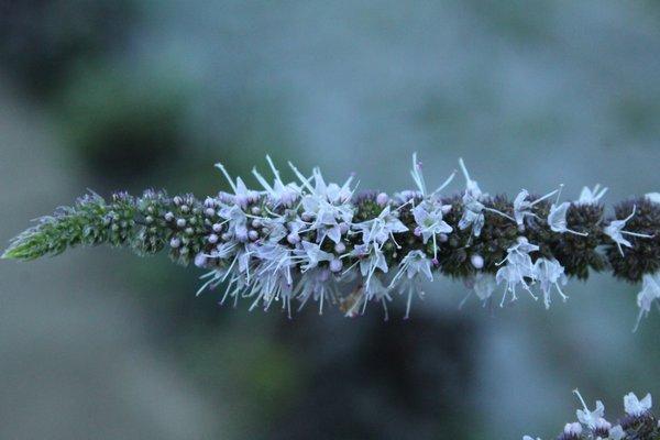 Menthae haplocalycis Herba, also known as mint or bò hé (薄荷), is a Chinese medicinal herb that cools head and eyes, soothes the throat.