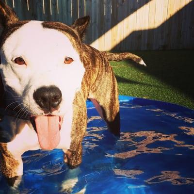 Captain enjoying some pool time!