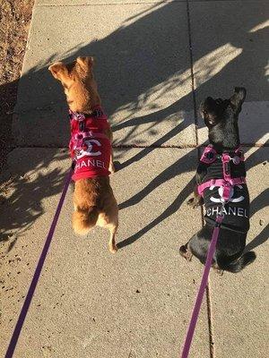 Chanel Dog T-Shirts