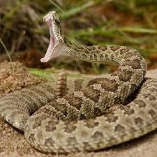 Easter Rattlesnake has a tail that rattles before it bites.