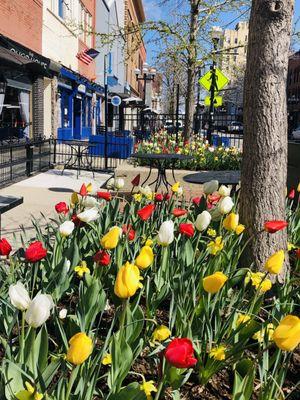 Tulips everywhere on Main Street of Tree Town.