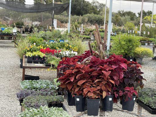 Big selection of plants