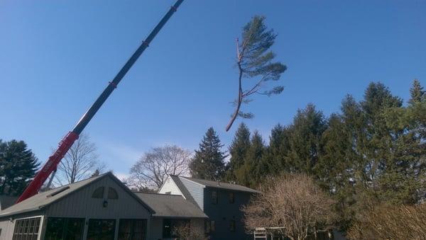 20 Foot + Baby Limb Up Over House