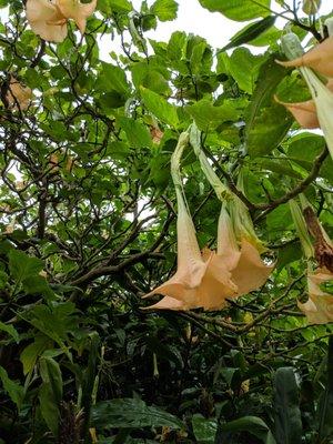 Beautiful trumpet flowers just one of the many flowering plants on the premises