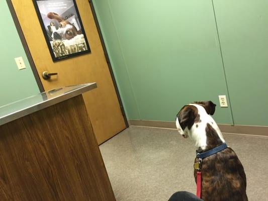 My dog, Sabo, in a exam room! Clean room and friendly employees!