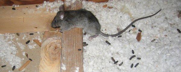 Free Rodent Inspection on your home. 562-691-6677