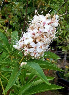 Wild Natives Nursery