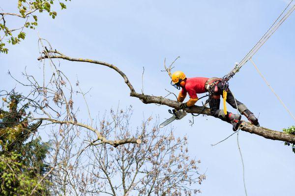 San Diego Tree Service