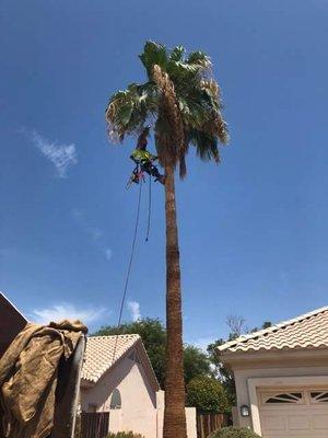 Tree Services in Phoenix, AZ