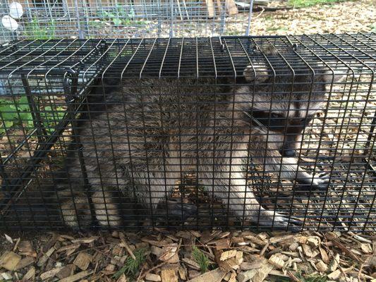 Large raccoon captured in a Comstock Custom Cage!