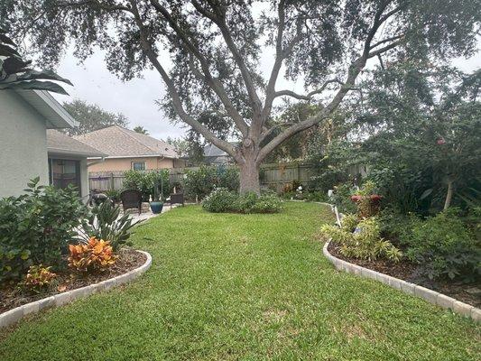 Total backyard transformation, anchored around the massive oak tree, circled by flowers.