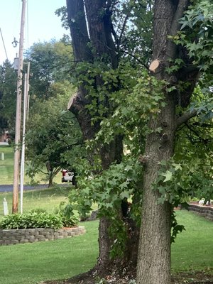 We once had 2-beautiful shade trees. Now we have 2-hideous half trees due to  a tree service that should find another line of work.