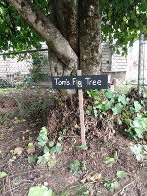 Tom's Fig Tree