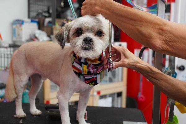 Red Carpet Dog Grooming