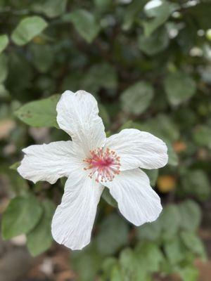 Queen Kapiolani Garden