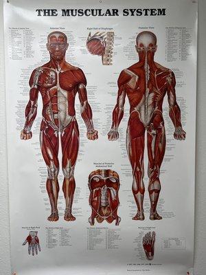 We love showing and explaining to our clients what muscles we are working on and why.