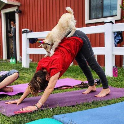 Goat Yoga in our corral