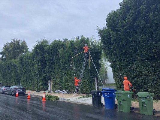 Hedge trimming