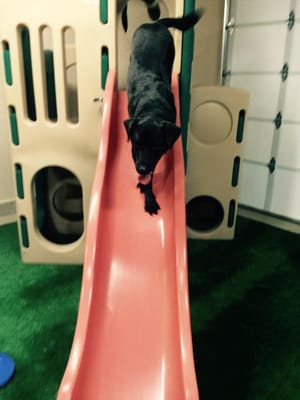 Dakota dog sliding during free time