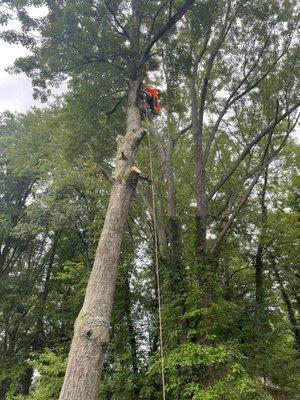 Tree removal