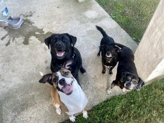 Happy pups with their sitter, Katy!