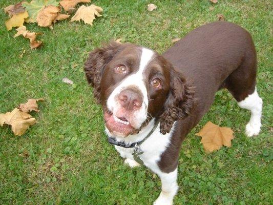 Oliver loves his walks and park visits!