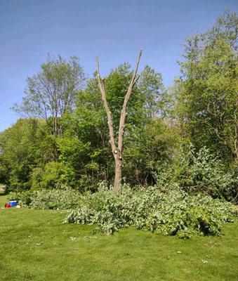 Tree Removal - Jackson, MI"
 
 www.bestprosintown.com/mi/jackson/the-tree-guy-services-llc-/