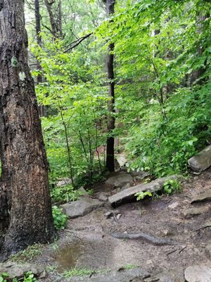 Black Rock Forest Consortium