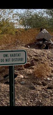 Great care to protect these adorable burrowing owls.