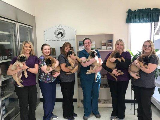 Staff with cute puppies!