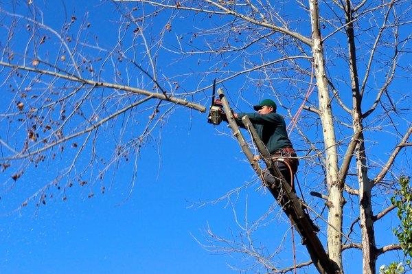 tree trimming arboriculturist.