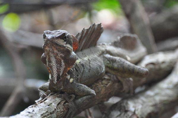 Emerald Reptiles