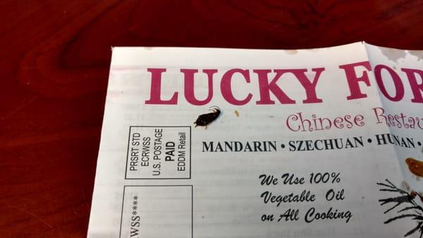 I almost consumed this earwig at Lucky Fortune.