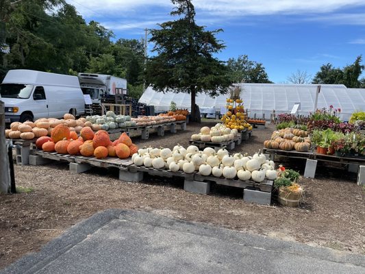 Pumpkins for fall!