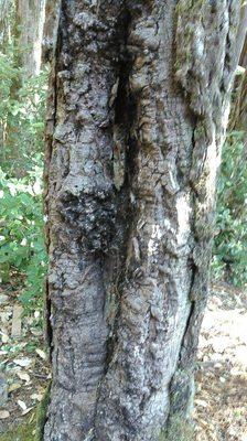 Tree risk assessment is an important part of the job.