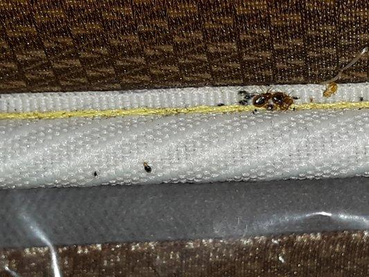 Here are the bed bugs that the super spreads,with his garbage in the hallway,I WONDER Y THE MANAGEMENT DONT HAVE NOTHING TO SAY ABOUT THIS !