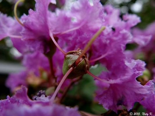 Crepe Myrtle.